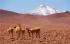 atacama desert 11 en 