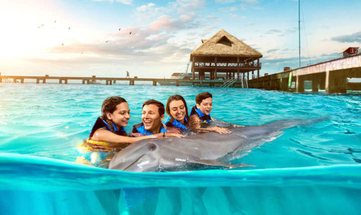 dolphin-cat-isla-royal-swim-isla-mujeres