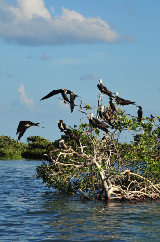 laguna-de-terminos-playa-tortugas