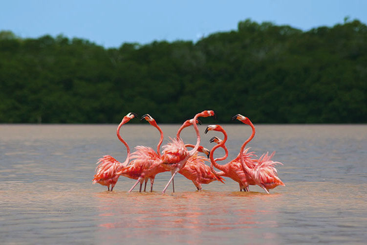 isla-arena-con-flamingos