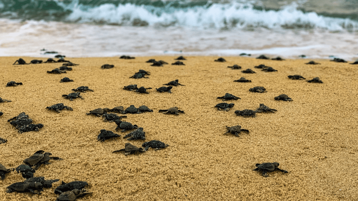 liberacion-de-tortugas